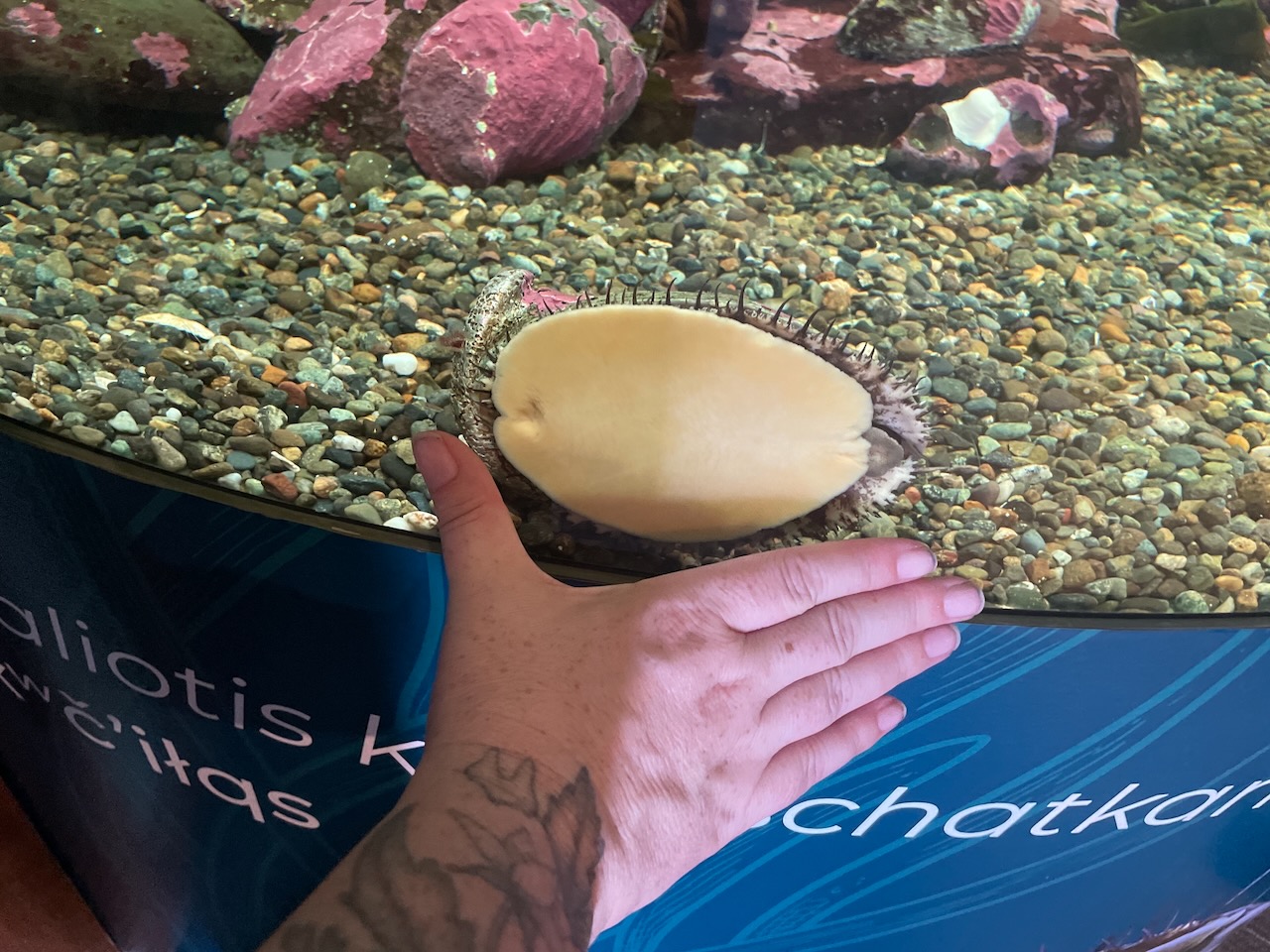 an abalone is stuck to the wall of tank, and my hand is visible, to provide a size comparison. my thumb-to-pointer finger spread is the same as it's length! it's foot is cream colored and smooth as it sits idly.