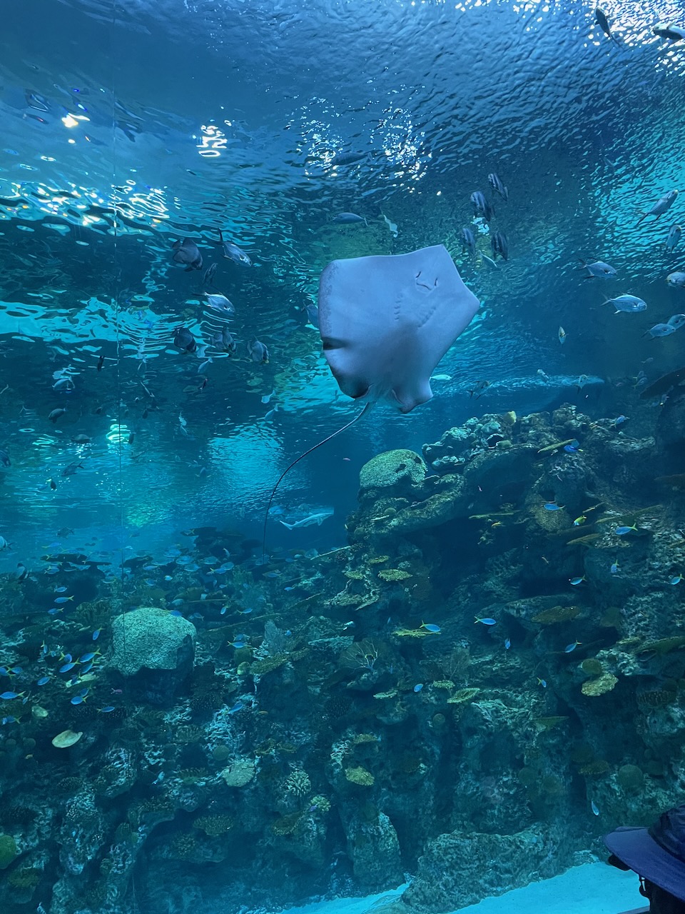 A large (8 or 9 foot across) ray swam up to the glass, stalled out at the top, and kind of hovered there for a bit, showing us his white belly and cute face his mouth, nose and gills make, like a little smile
