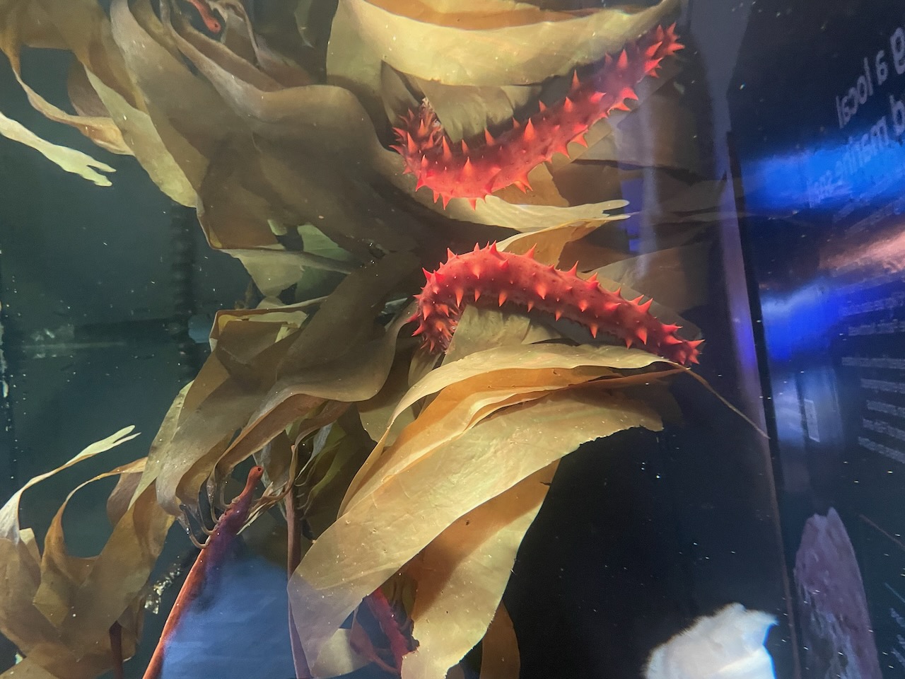 Large strands of kelp float along the surface of the tank, and a bright red sea cucumber covered in large stubby spikes rests on them. Since they're almost at the top, the image is mirrored upwards on the underside of the surface of the water.