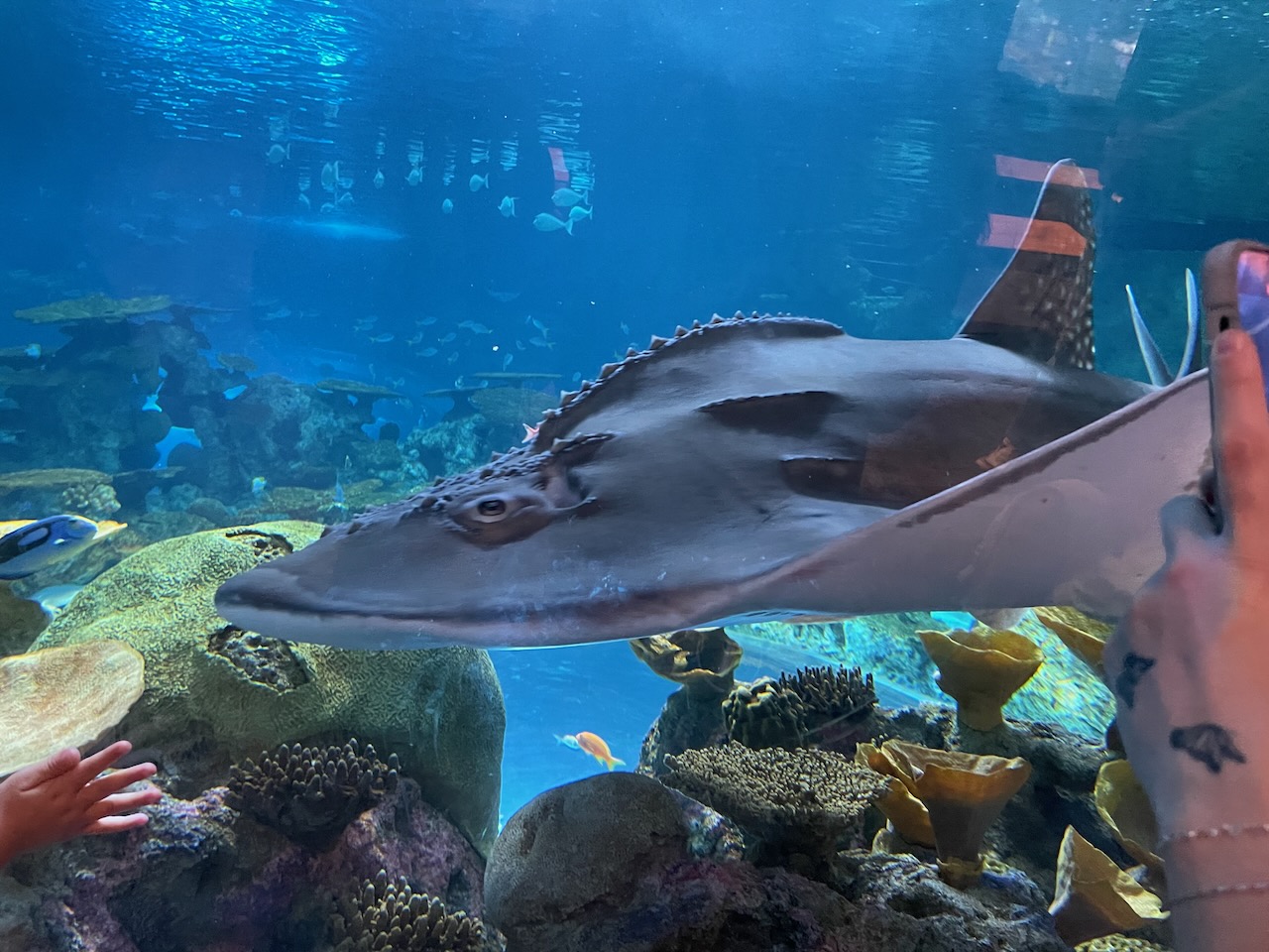 a very large, very flat fish is swimming across the frame. only his front half is visible, he is very strangely flat and wide, almost like a flounder but MUCH bigger. The top of his head is bumpy and he has a ridge of spikes down his spine. with two smaller ridges parallel along his... shoulder? His cheeks have fins that are large like a rays' in front of his pectoral fins, and he's got lighter spots over the large dorsal fin. He was maybe... 12 feet long?