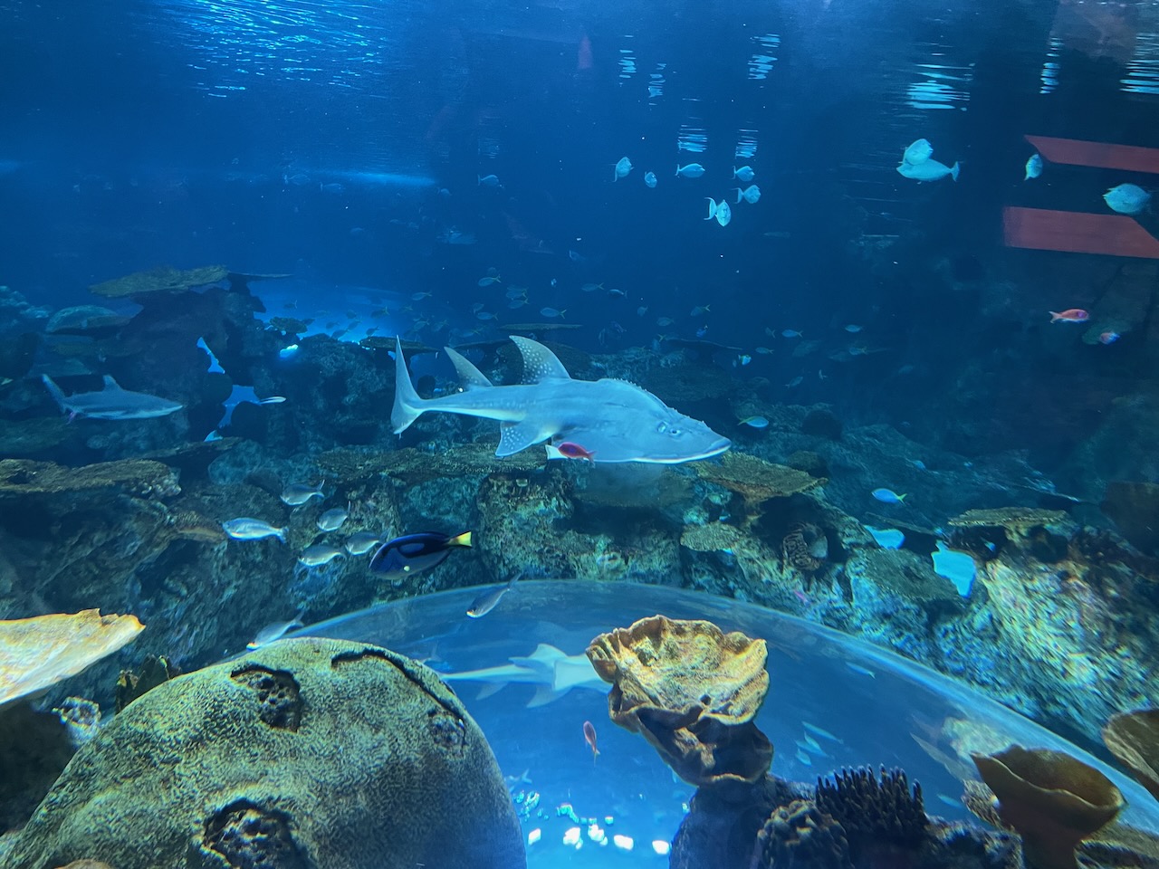 A full view of the same guy from the previous picture, swimming over the top of the window from the entranceway, but still viewed from the side, via an upper window.