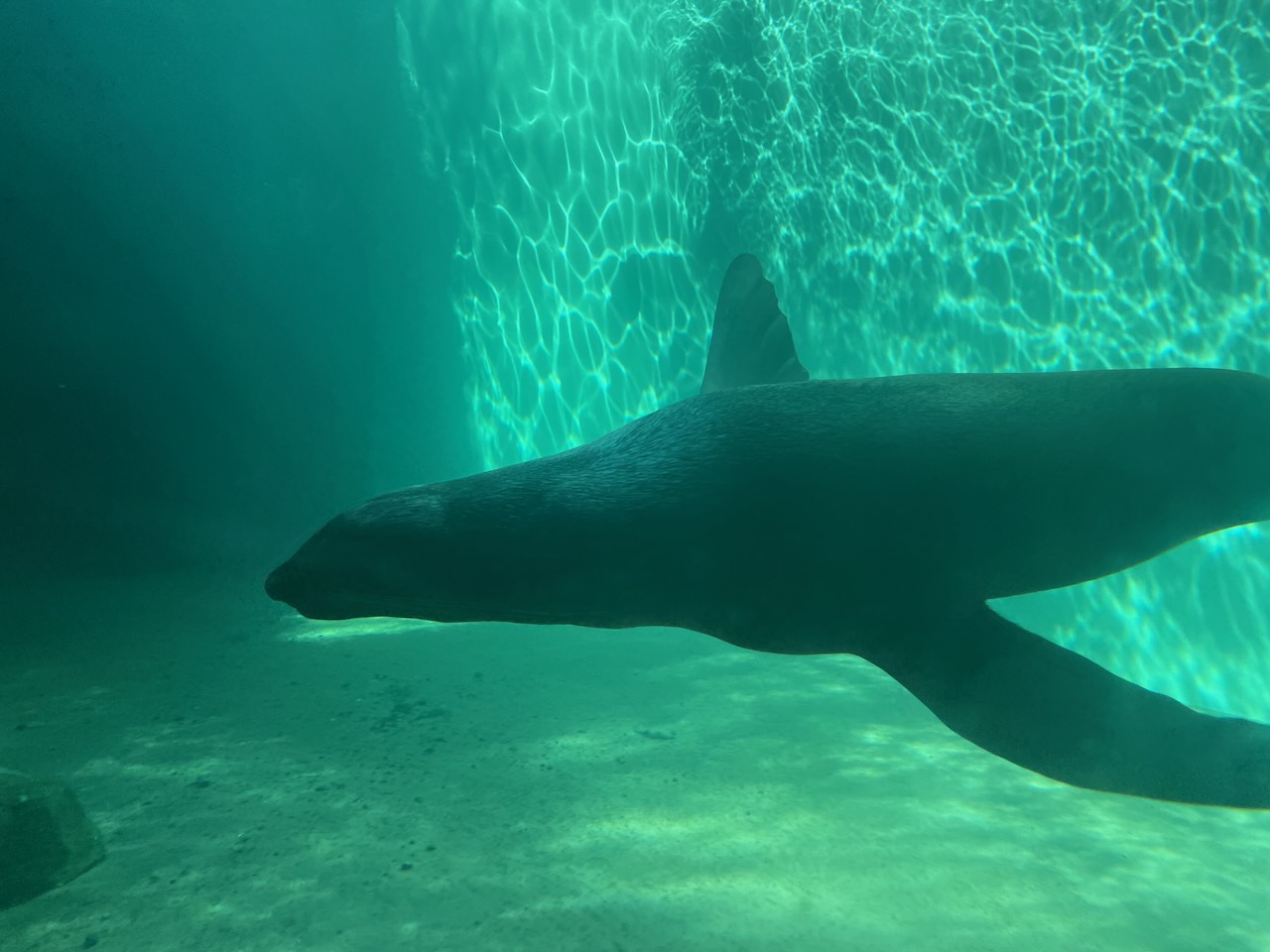 a large dark seal swims along the window into the underwater portion of his tank. There's some algae giving his tank a green hue, and he has his flippers spread like he's flying through the air.