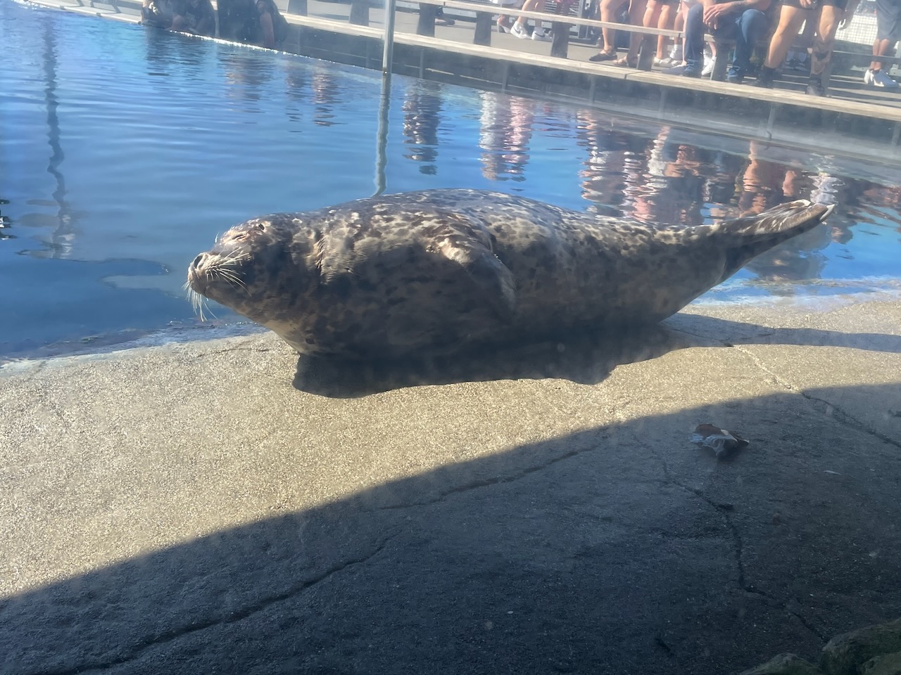 a small white with black splotched seal rests on a ledge at the side of it's pool, in the sun. It's laying in 'banana' pose, with it's head and tail raised up, belly on the ground, eyes squished close, seemingly very content.