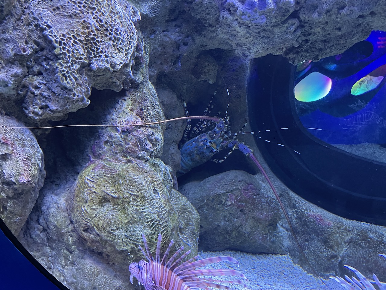 A very large lobster peeks out from a crevace between two rocks. his antennae reach across the entire depth of the tank, and are reddish, while his shell is blue and his legs are black and white stripes, like something out of beatlejuice.