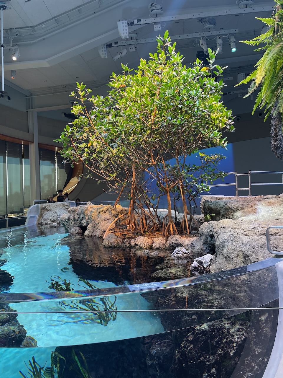 a group of small mangrove trees, with reddish trunks and light green oval leaves, grow in the back of a tank. The roots are not yet in the water, really, but it looks like they will be able to grow into it as the display ages. The tank itself is white sand with rocky edges, round, and protrudes both into the second floor and over the edge of the floor below.