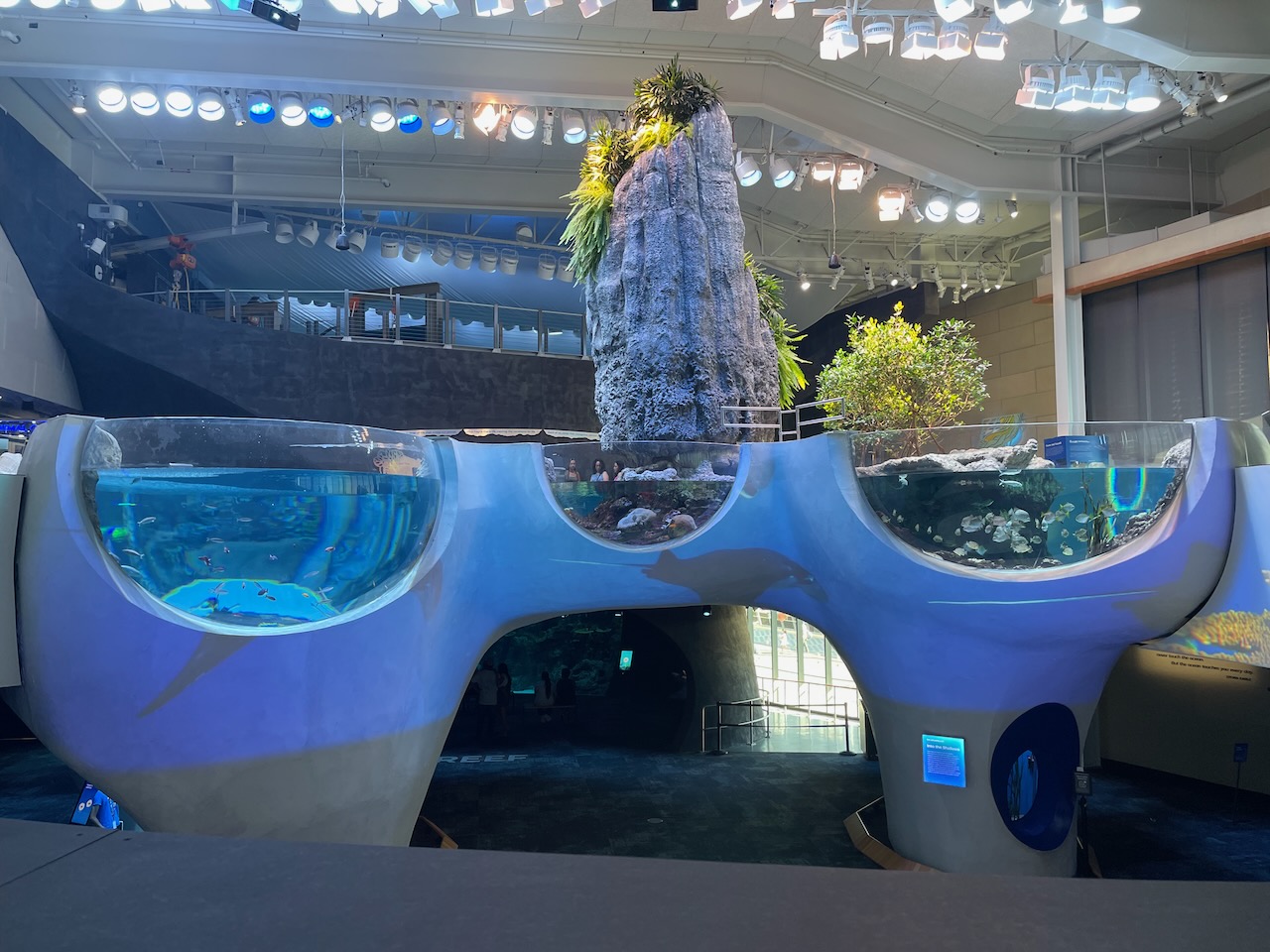 a view of the three pools on the second floor of the pavilion, from the top of the staircase. all three round tanks are visible from where they overhang the first floor, and schools of fish are visible in all three. Above the center tank, a large spire of rock with ferns planted at the top and along the side adds greenery to their beach-environment theme.