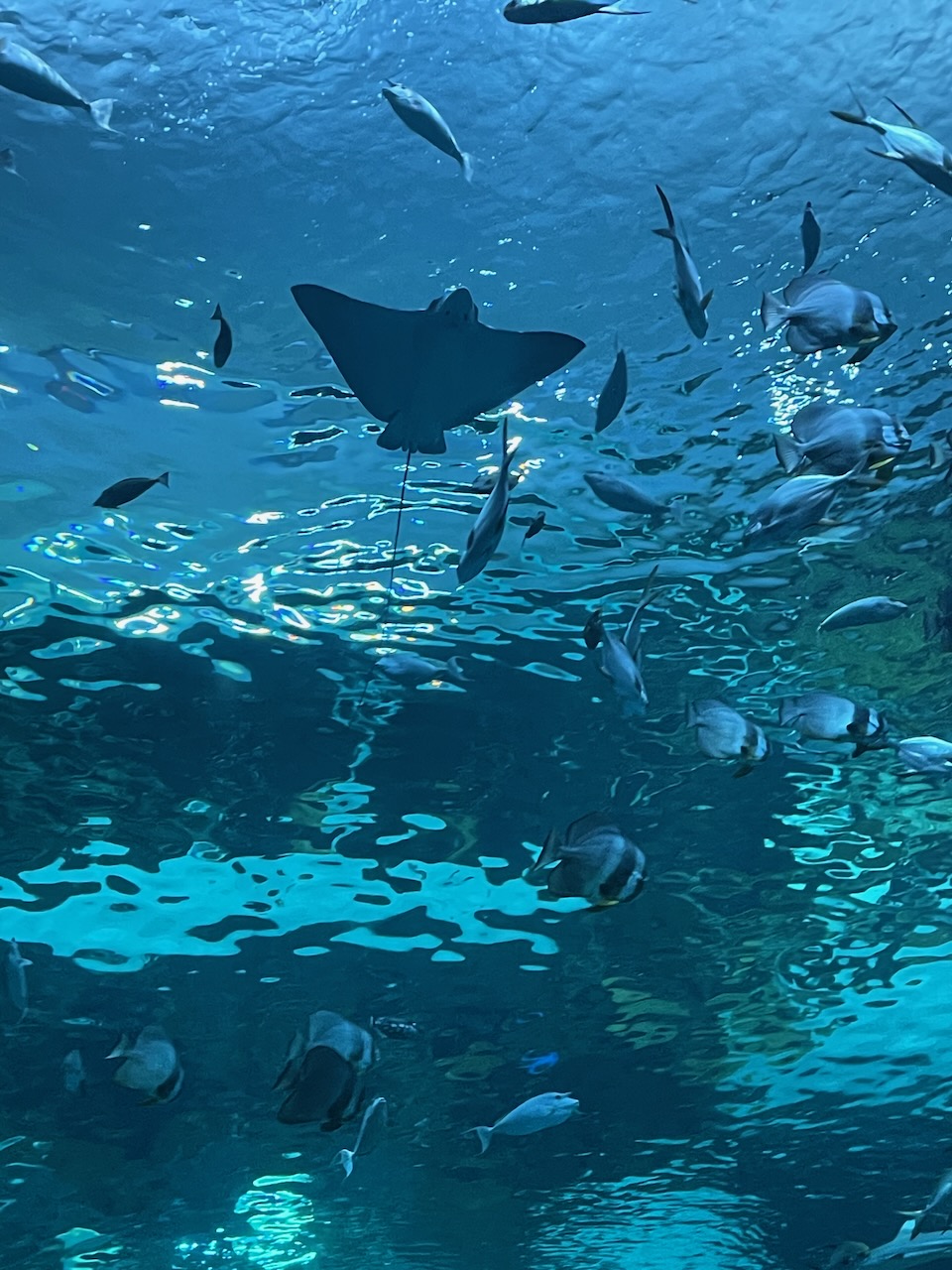 A smaller ray is silhouetted from below, white belly, distinct diamond shape, and long thin tail trailing behind. he's surrounded by a dozen or so smaller silver fish.