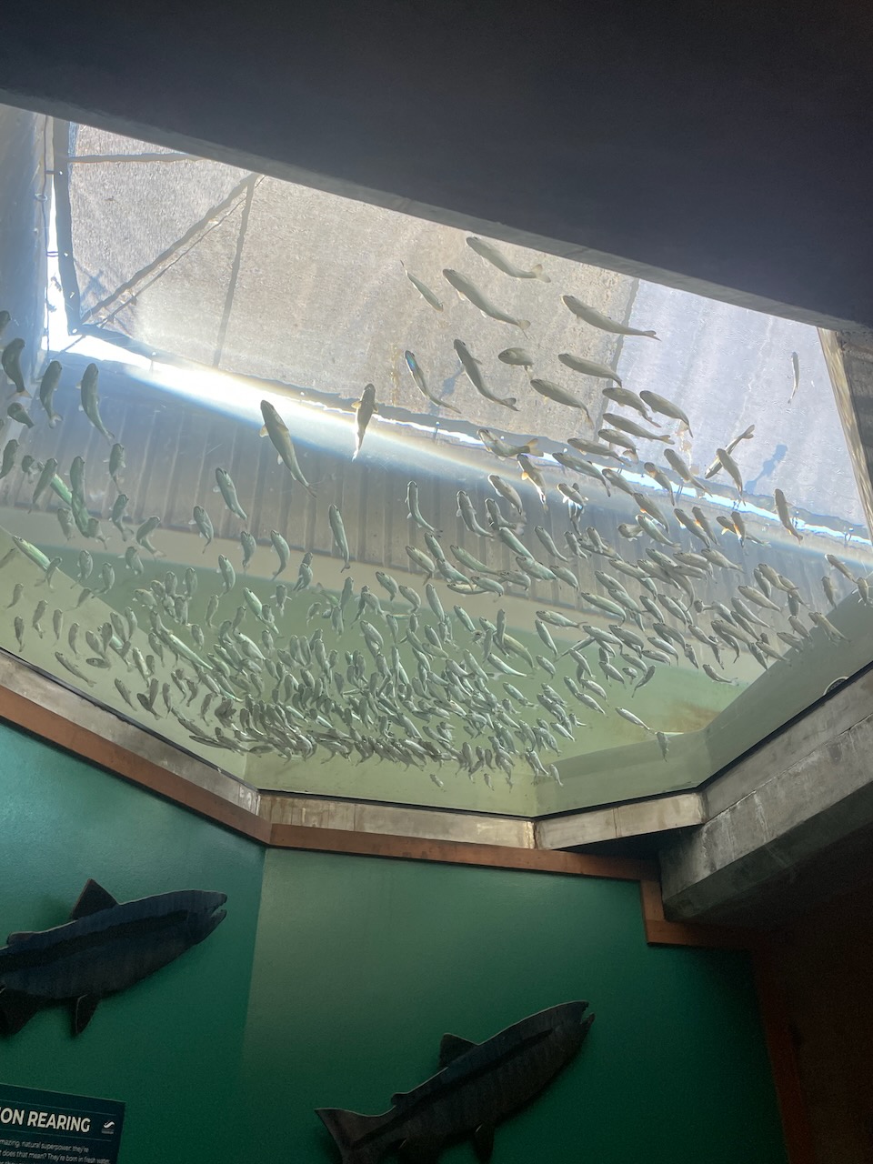 A view from the bottom of a tank set into the ceiling, full of adolescent salmon. They are 4 inches or so long and silver colored.