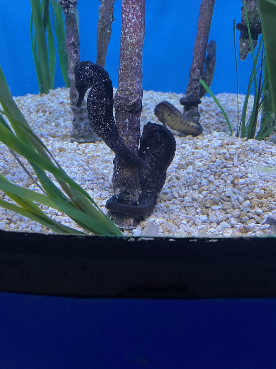 a pebble-covered floor of a tank, with some sea grass growing in small clumps. in the center, 3 brown sticks or stems rise up, and clinging to each of them by their tails are brown and black mottled sea-horses.