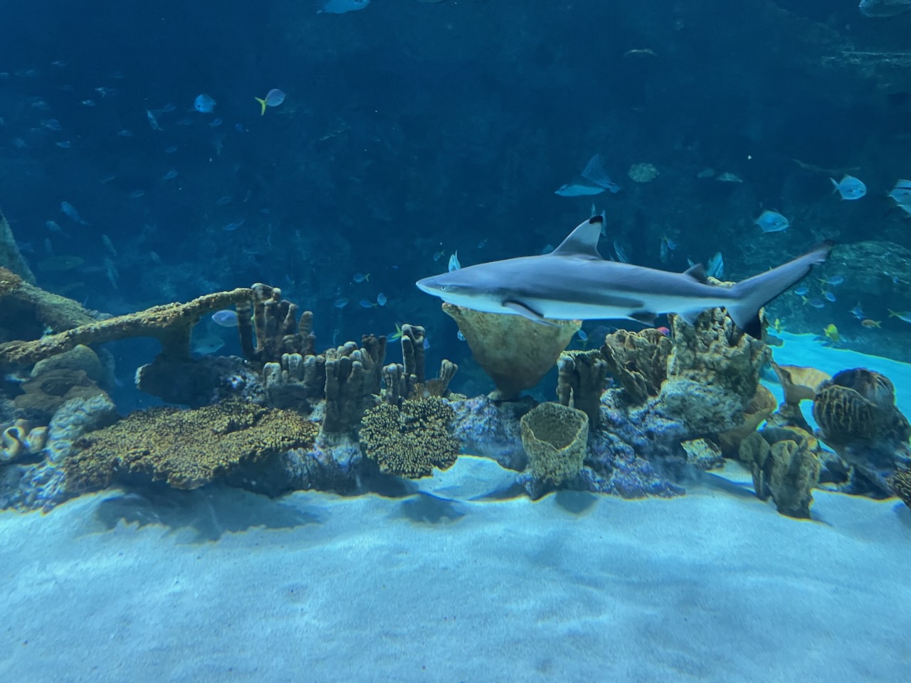 A side profile of a small black-tipped reef shark, swimming along the windows, with lots of coral in the background, and the tank sloping back down towards the first floor viewing window.