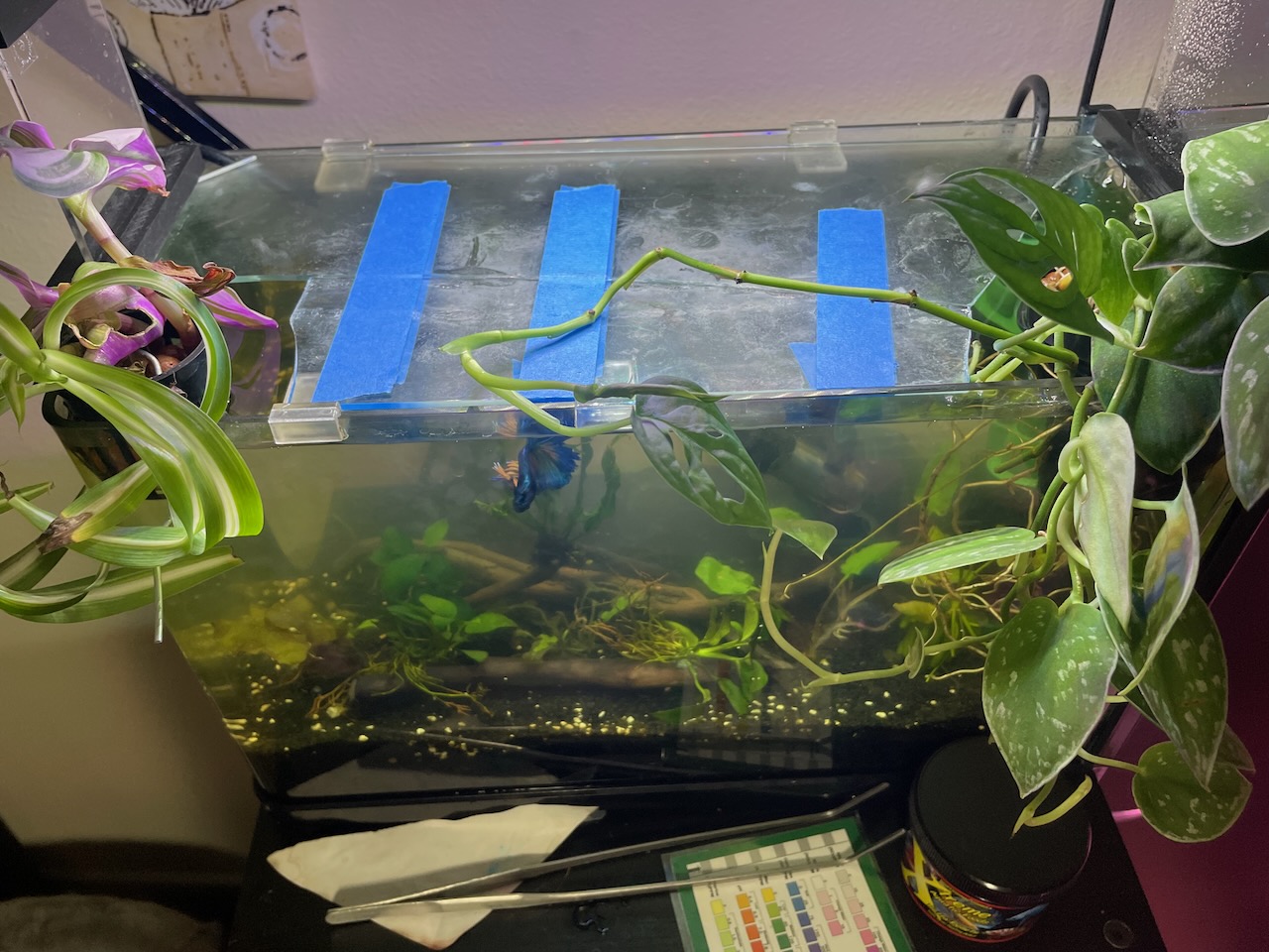 An over-top view of my aquarium, with greenery coming out both of the front corners. the acrylic lid across the top is pretty very dirty, and also held together by 3 long stips of blue painters tape, as it is cracked longways like a hotdog bun.