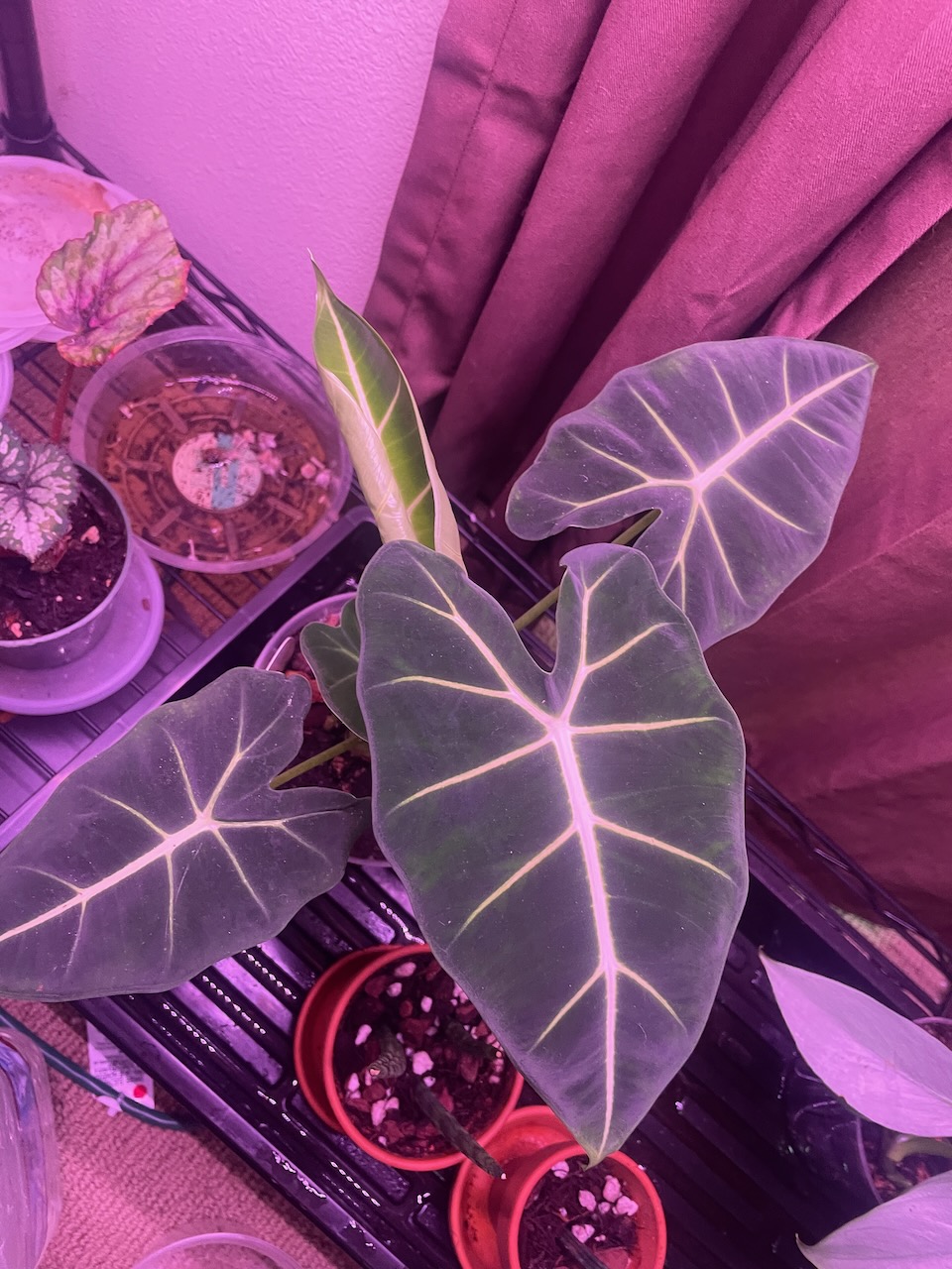 a top down view of a plant with long green leaves, notched at the back like an arrow tip, large veins run across the surface in a bold almost white color. The leaf itself is dark green towards black, with a velvety looking texture, and if you look close, you can see that color almost swirls near the edges. Poking out in the back, a new leaf is starting to unfurl. It's color is a much lighter lemon-lime on the top, and it's still mostly rolled up.
