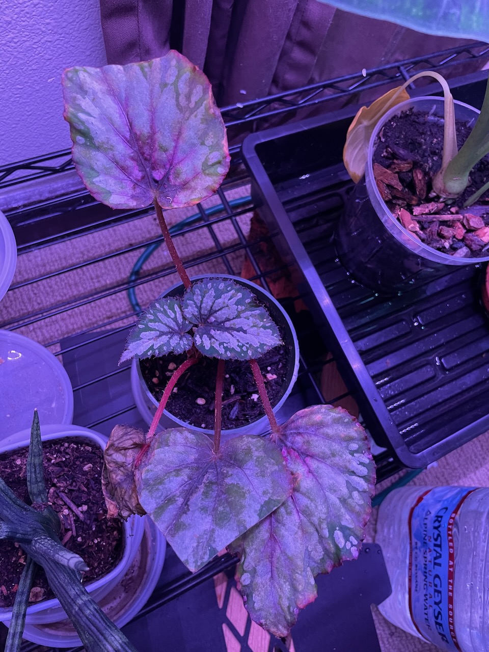 The whole begonia plant. the four oldest leaves are shrivelled, with their edges dried out or trimmed back. Two adolescent leaves are rising from the center, dark green with silvery markings on the center.