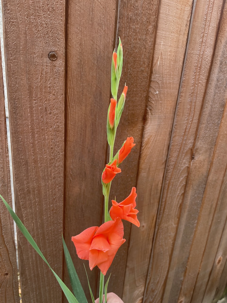 a stem of flowers against a cedar fence background. the bottom one is open and the6 above it are in various stages of opening. the blooms are a salmon-color and have a bit of water from the rain on them.
