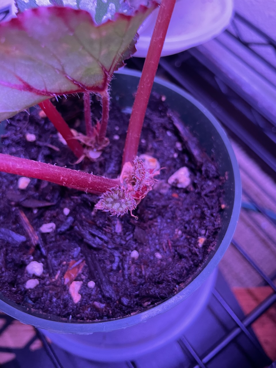a closeup of the stem of a begonia plant. it's got multiple red and furry petioles coming from it, and right near the bottom, two new leaves are forming. They have no petiole yet, just tiny tear-shaped fuzzy leaves.
