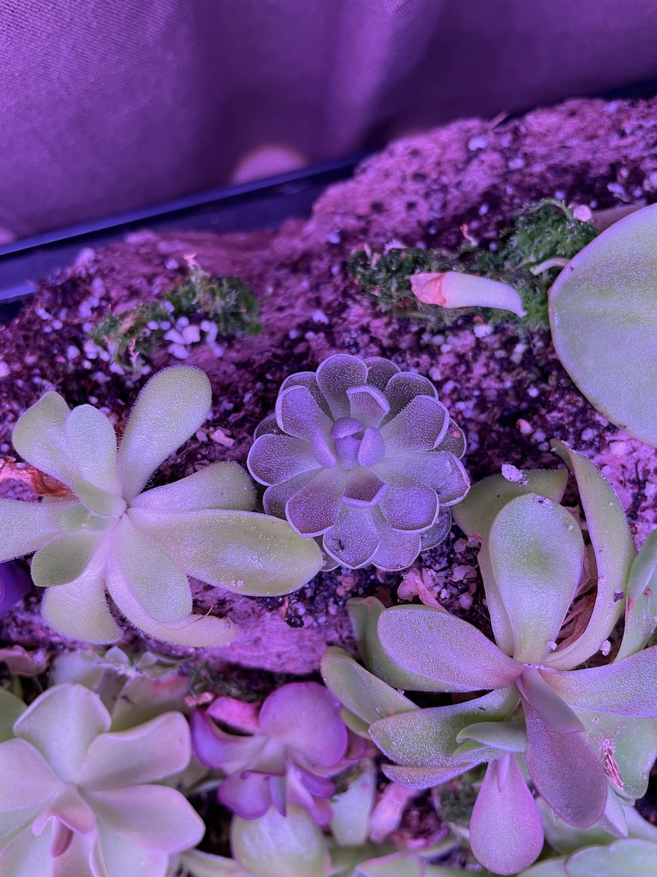 a closeup of a pinguicula carnivorous plant. this one is compact, with thick leaves radiating out from a center. each leaf has a white border where it curls up, but it's top surface is a lovely purple. It's on a piece of pumice, surrounded by other pings.