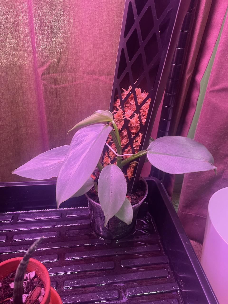 a small silvery-green vine with long thin leaves, like four inches by 2 inches maybe, is planted in a pot and tied up to a moss pole made of black stiff plastic folded into a D-shape with a grid of holes on the flat edge, and stuffed with sphagnum moss.