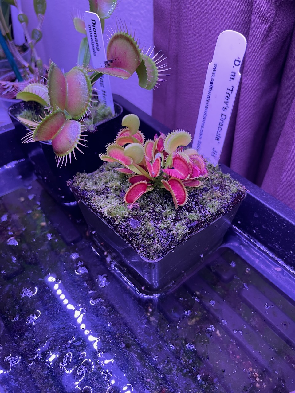 a pair of venus flytraps sit next to each other. The further back one has much larger traps, with the centers faintly blushing red, and long thin 'teeth' around their edges, only six are visible. The smaller one closer to the camera, however, has at least twenty much-smaller traps, and their insides are bright vivid red, with tiny teeth. there's also a couple of new traps forming.