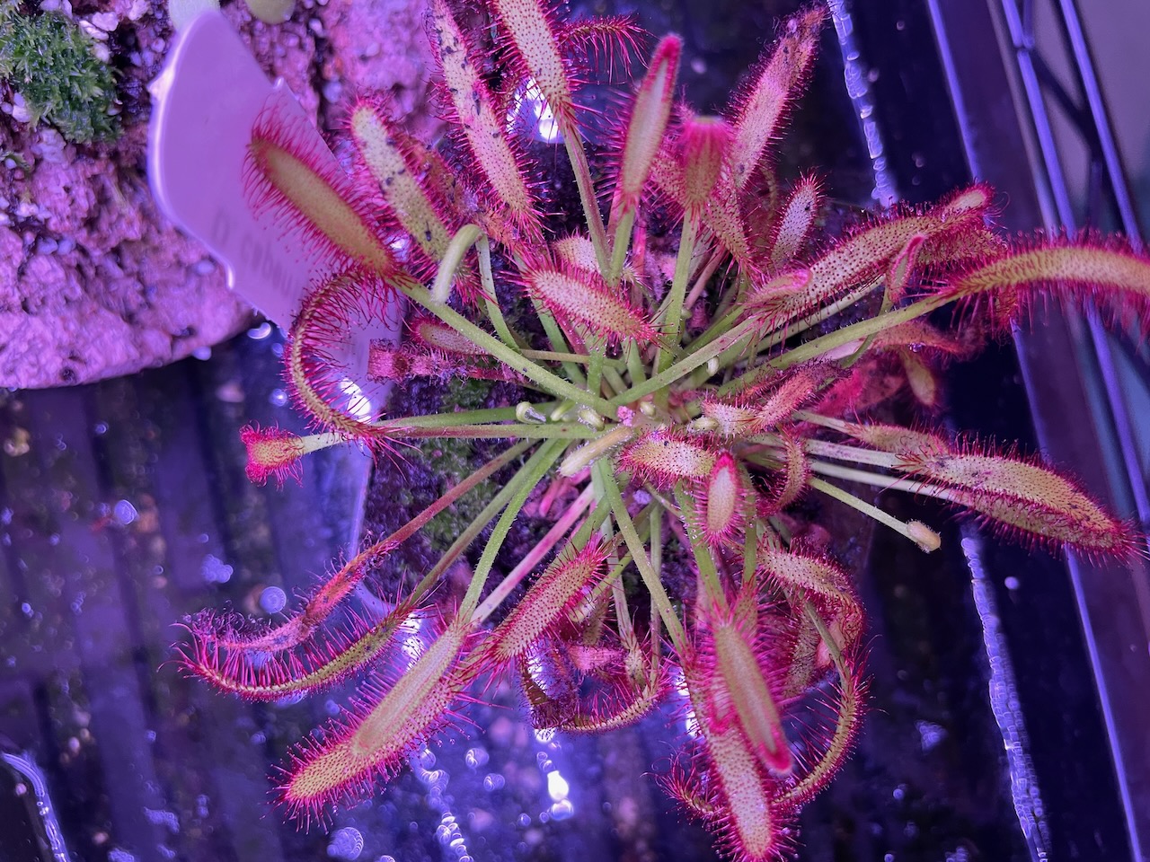 An over-top view of a pot of sundews. On closer inspection, there are two separate plants in the same pot, and both have a LOT of long thin stems with traps on the ends, that look like fuzzy red scrub-brushes. The dew is just starting to form on the tips of the bristles after the stress of travel.