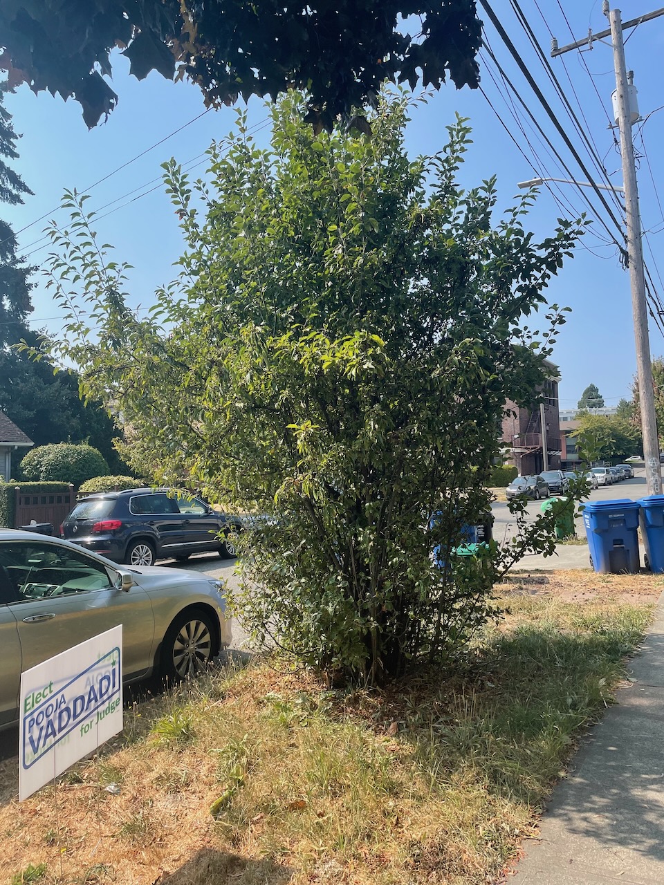 A messy strip of partially dead grass and weeds, with an approx ten to twelves foot tall srub, with lots of branches coming from the very bottom, and growing every which way.