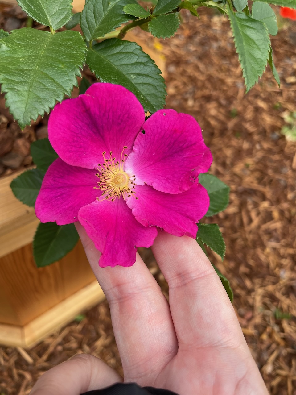 A closer view of the single pink bloom, with a hand holding it level for better viewing. Veins of darker purple are visible along the petals, as well as a small defect on one of them.