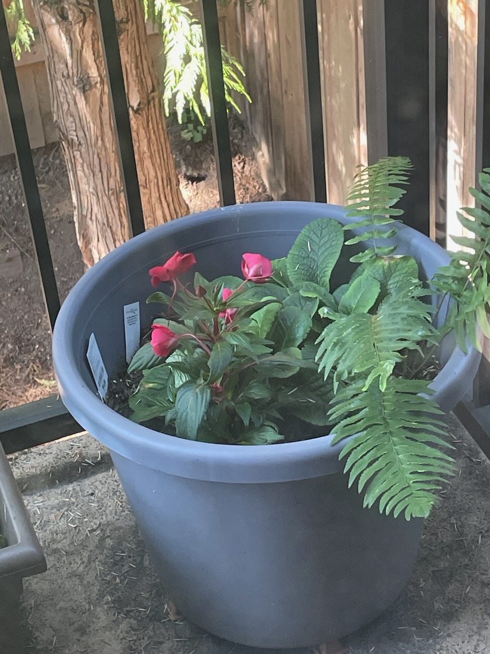 a large plastic pot about two feet tall stands on a small balcony. growing inside it are a sword fern with long fronts and a smaller plant with deep green leaves that come to points, with multiple pinkish-red blooms coming off of a center stem.