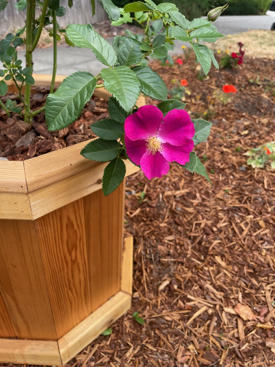 a tight shot of one branch of the previously described plant. It's now got deep green leaves with serrated edges, and in the very center is a pink or purple (I can't really decide) flower. Unlike 'traditional' roses, this one only has one layer of petals, and the center is full of yellow stamins topped with tiny brown round nubs. Another bud is visible above the flower.