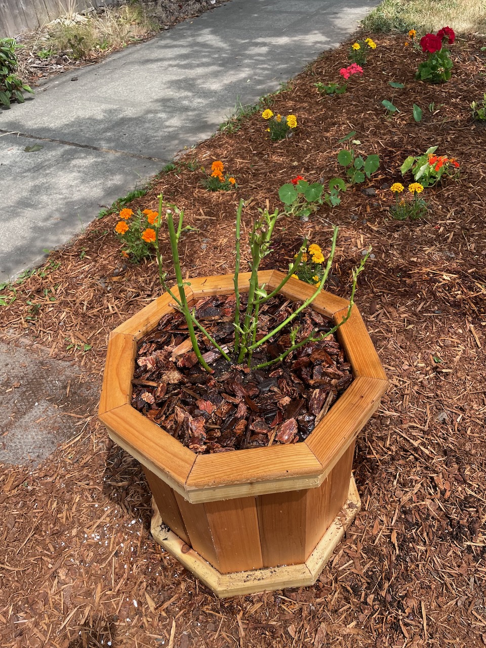 An octagonal container made of wood, about two feet wide, is shown from the top, with a plant inside of it that consists solely of seven green canes rising up about eighteen inches. The dirt is covered in bark to protect it. The background has mulch and small flowers under the apple tree previously described.