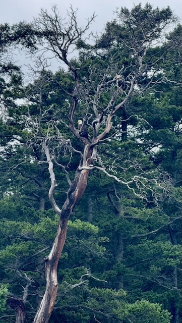 A gnarled leafless tree, with a large bald eagle sitting in a crook between two branches, looking off into the distance.