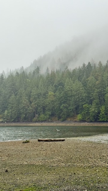 low clouds and mist hang over the forest on the far side of Reid Harbor, enveloping everything. in the foreground is the stone beach, some driftwood, and a single waterbird swooping down for a fish.
