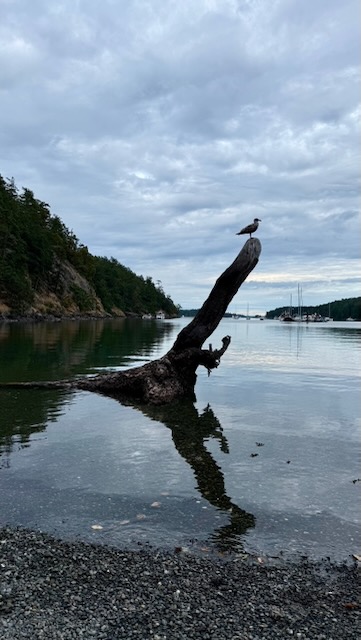 A piece of driftwood protrudes from calm flat water. perched on the very tip is a gull, standing in silouette, looking out across the harbor.