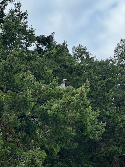 A great blue heron perched about fifteen feet up in an evergreen tree.