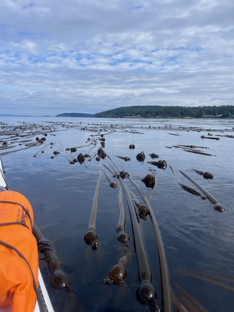 A view from the kayak, with the boat visible along one edge. The rest of the field of view is flat calm water, covered in these long tentacle looking kelp floating at the surface. they are about as long as a person is tall, a couple inches across, and are shaped a lot like a whip. They're a camouflage green color.