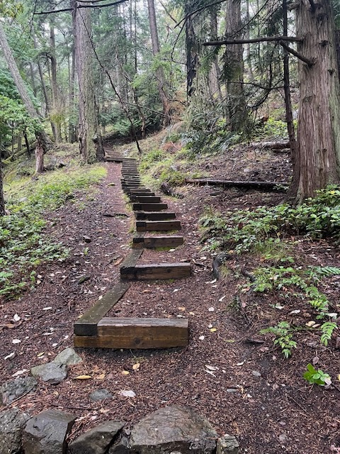 a series of earthen steps with wooden braces on the leading and downhill edges, trails off up a hill and into the forest. Ferns and moss cover the ground along the trail.