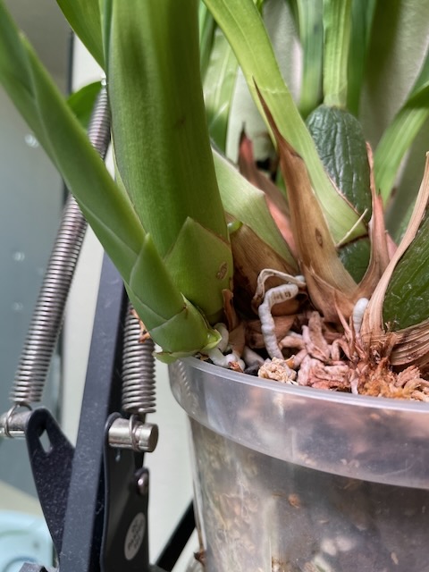 a closeup of a sympodial orchid, with each round & chubby psudobulb surrounded by it's own leaves, as well as one out the top of each. On the left, the newest growth has grown outside the edge of the pot, hanging out over air.