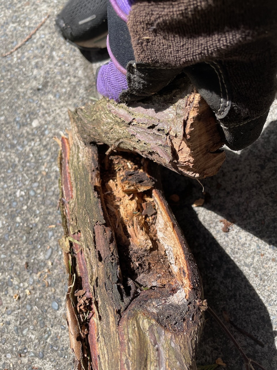 a piece of tree, where a branch had torn a wound between it and the trunk, letting in water and pathogens. the space inside the break looks rotted and eroded.