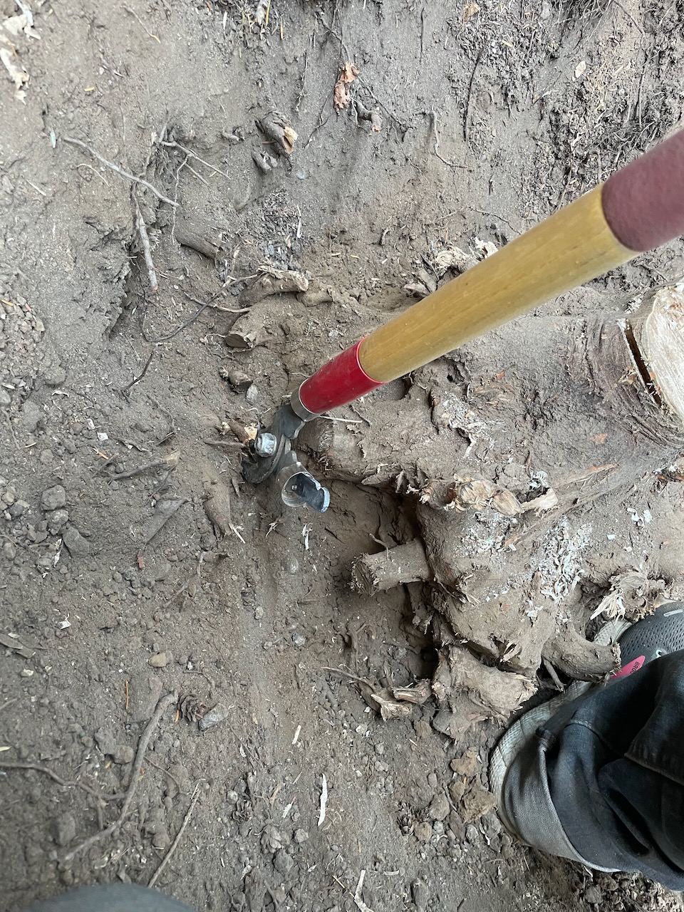 a view down into the tree stump hole. a pair of long-handled garden pruning loppers is sticking straight out of the hole, with only one handle attached to it.