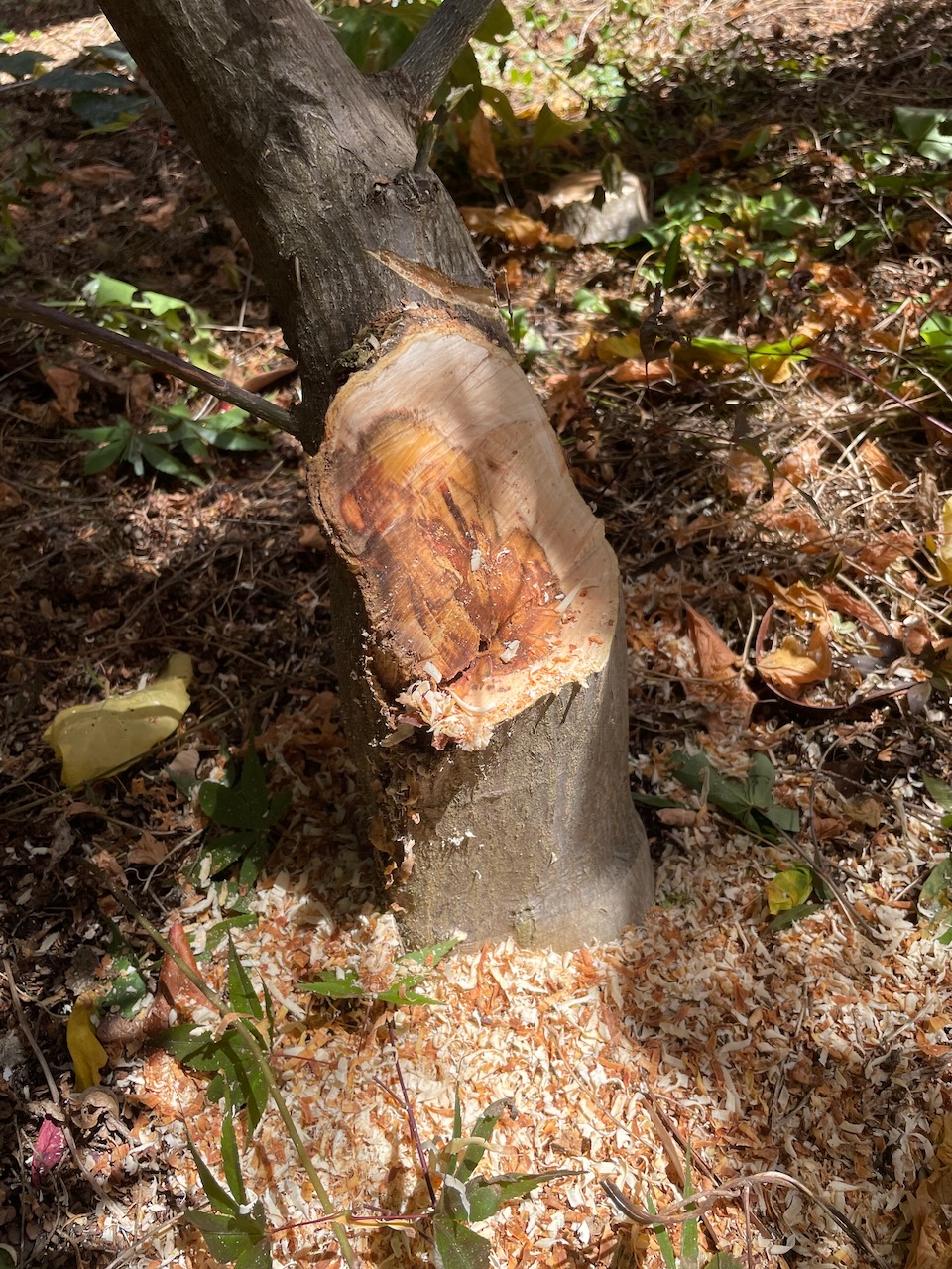 Same tree trunk, this cut is lower still and at an angle, to try to remove the rotting section. It was obviously unsucessful, as a large patch of damaged tree is still visible.