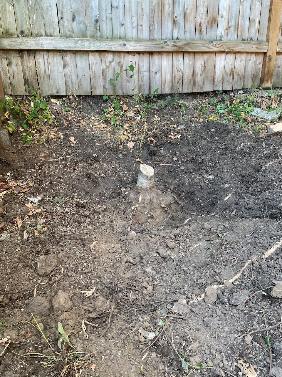 a tree stump, with a small depression dug around it. It's very obvious the rootball extends beyond where the hole has been dug, at about 6