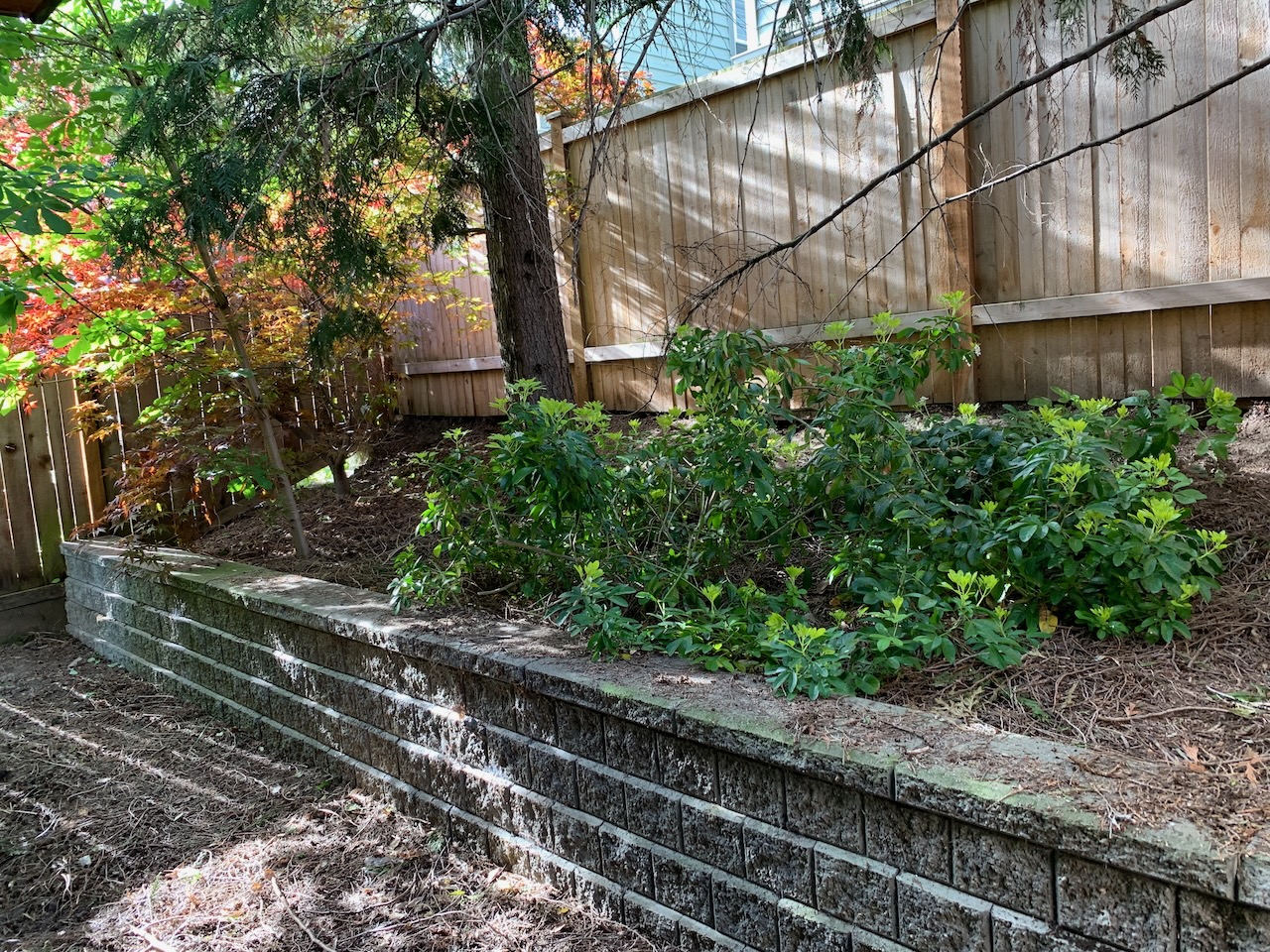 A broad, unkempt shrub, about two feet high with long floppy branches and big broad leaves growing in radial bunches. It is planted not far from the edge of the retaining wall, and hangs over it greatly.