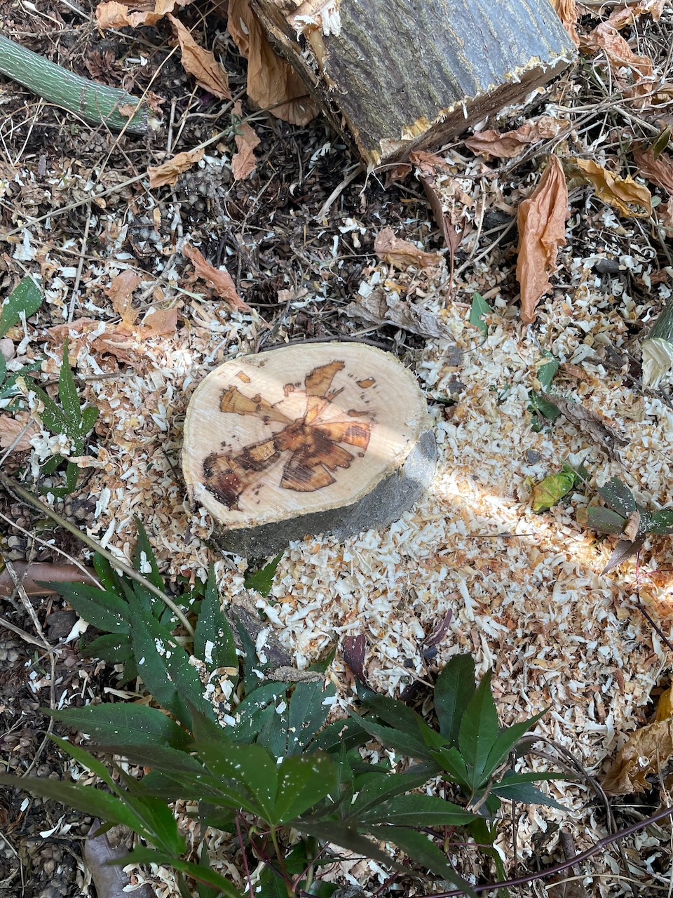 A tree stump, cut off a few inches above the dirt. The wood is less discolored there, but there is still multiple discolored and sick patches of wood, right through to the roots.
