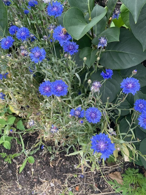 low patch of blue flowers with purple centers. their petals have a spokey effect, and their leaves are narrow and long, like grass blades.