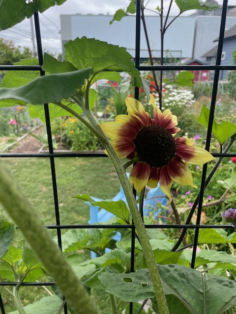 a smaller sunflower bloom. Instead of being fully yellow, the petals are a mauve-purple on their inner half and then switch to yellow along the outside.
