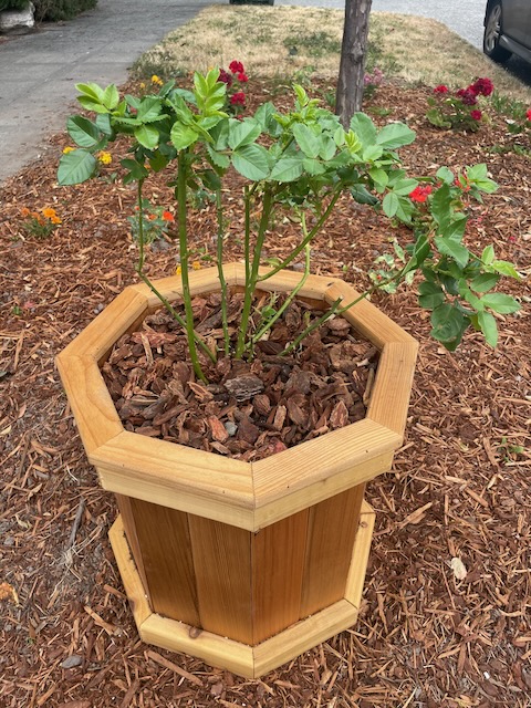 a small rosebush with seven small canes is growing small healthy green leaves out of the top of each one. the bottoms are still bare of anything but thorns. The plant is in an octogonal wood pot, sitting on a field of mulch, with a tree and some other flowers behind it.