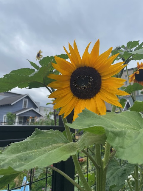 a closeup of the bloom of a bright yellow sunflower, with a ton of bright yellow petals, ringing a black center where seeds are beginning to develop. It's surrounded by large green leaves.