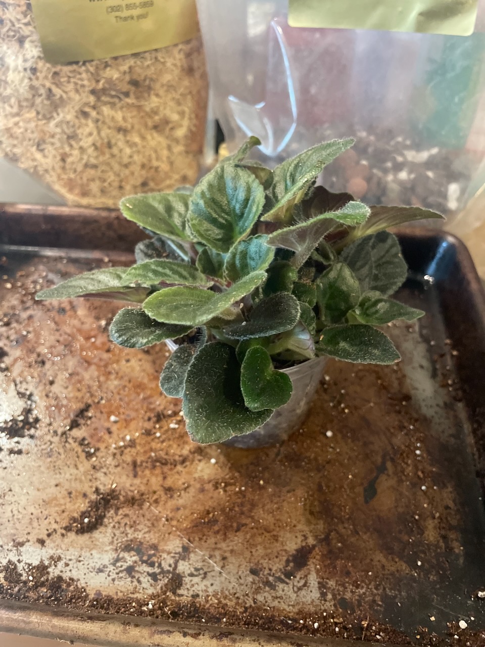 a lone african violet plant sits on the baking tray. It's leaves, instead of going outwards radially, seem to be going in multiple directions.