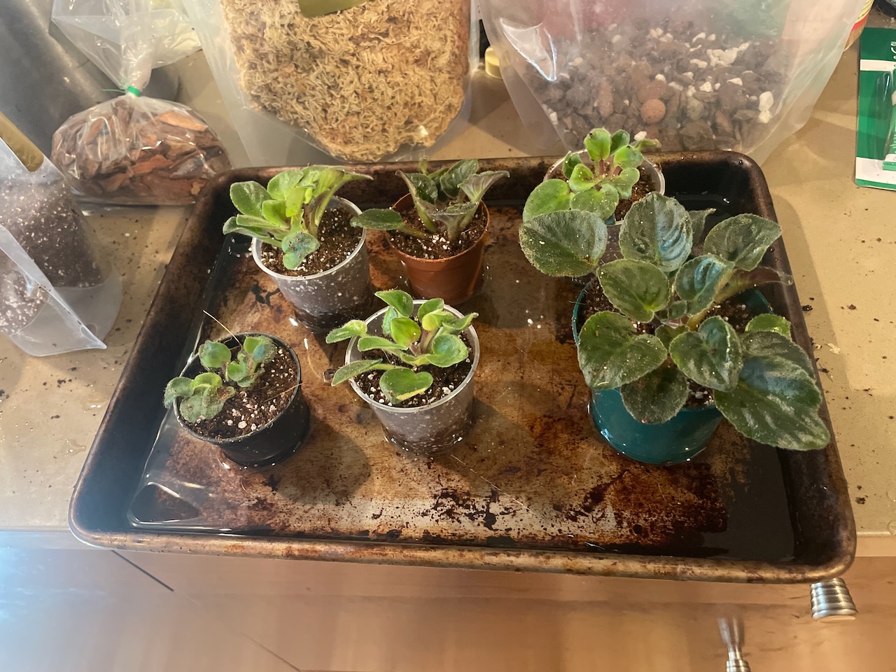 A tray with six new plants all in their little pots.
