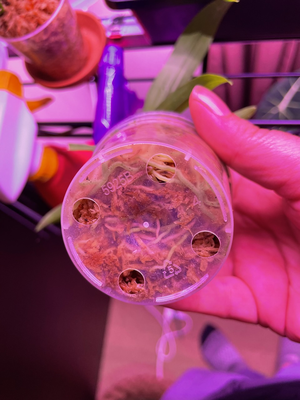 a close up of the bottom of a two inch seedling pot. It's full of sphagnum moss, and many small roots are visible along the bottom.