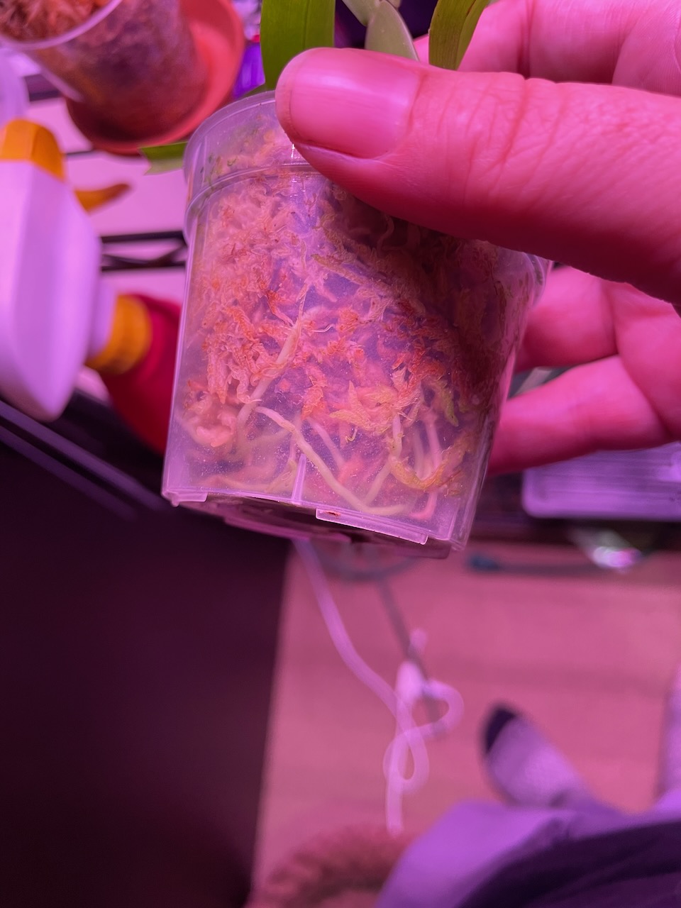 Side view of the same spot, the roots are visible all the way down the side of the pot.