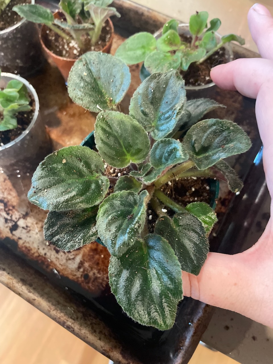 a 3 inch pot with a single african violet. It's leaves are deep green and very fuzzy.
